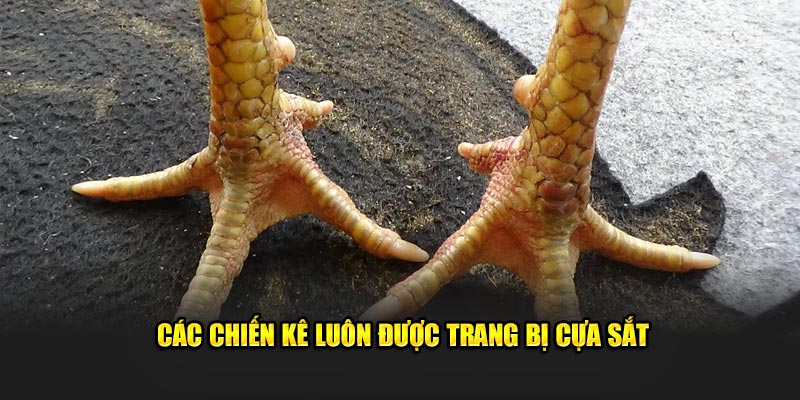 Các chiến kê luôn được trang bị cựa sắt sẵn trên chân