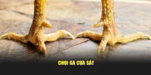 chọi gà cựa sắt