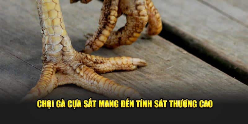 Chọi gà cựa sắt mang đến tính sát thương cao