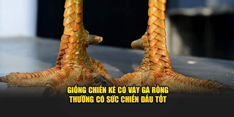 Giống chiến kê có vảy gà rồng thường có sức chiến đấu tốt