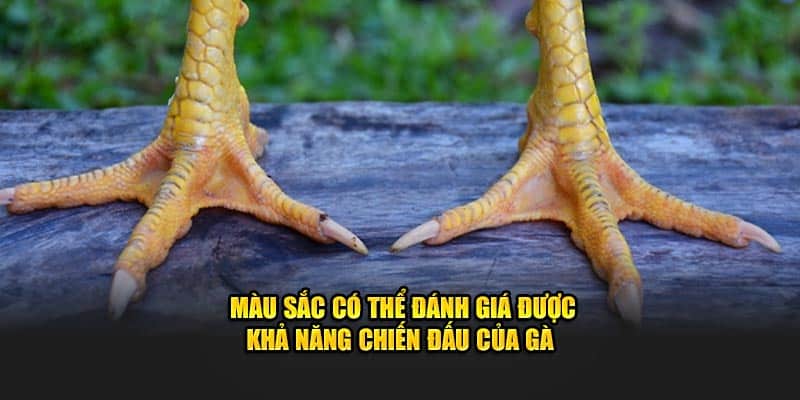 Màu sắc có thể đánh giá được khả năng chiến đấu của chúng