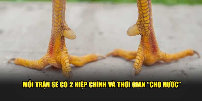 Mỗi trận sẽ có 2 hiệp chính và thời gian “cho nước”