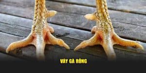 vảy gà rồng